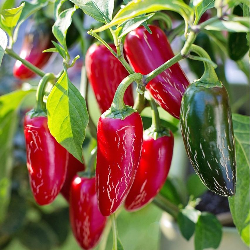 Jalapeno - oživte svoje paprikové portfólio