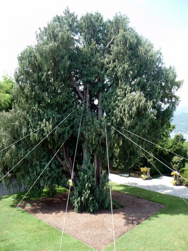 cyprus kašmírsky/ Kashmire cypress