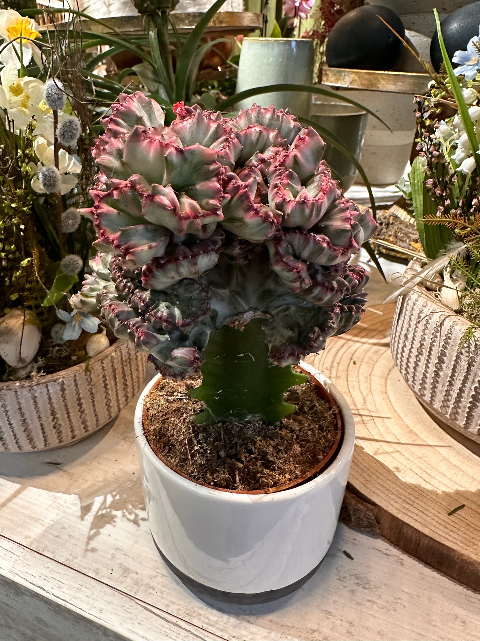 Kaktus Euphorbia lactea