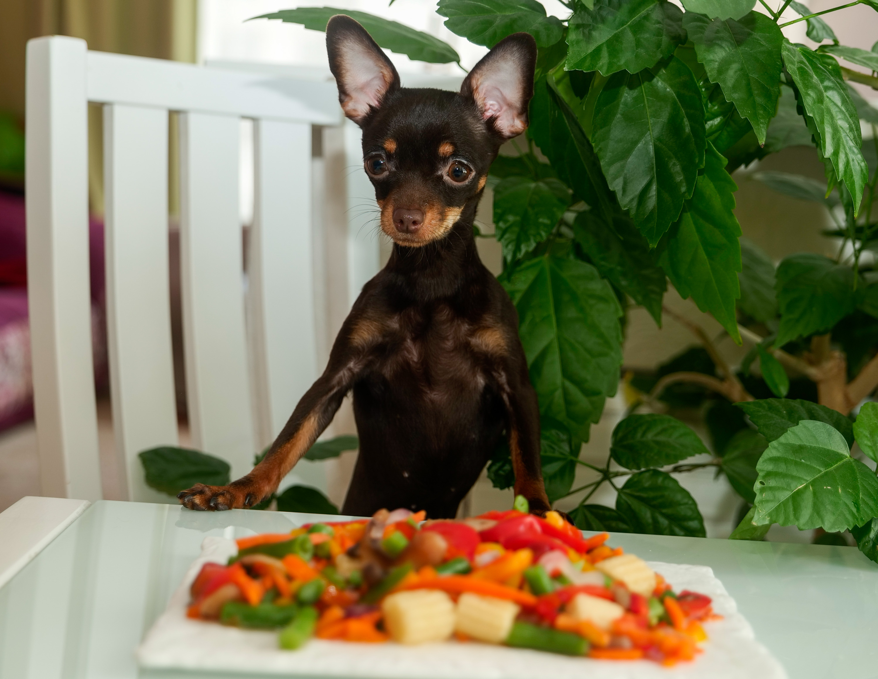 cute-dog-eating-vegetables-2022-10-31-23-24-04-utcjpg