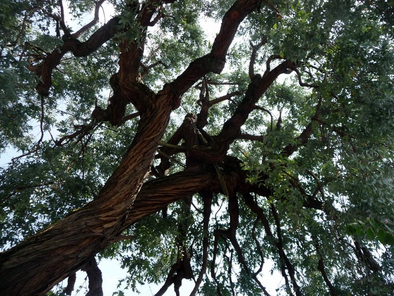 Eukalyptus spevnený lanami proti vyvráteniu.  Eucalypt tree fixed by ropes against falling over