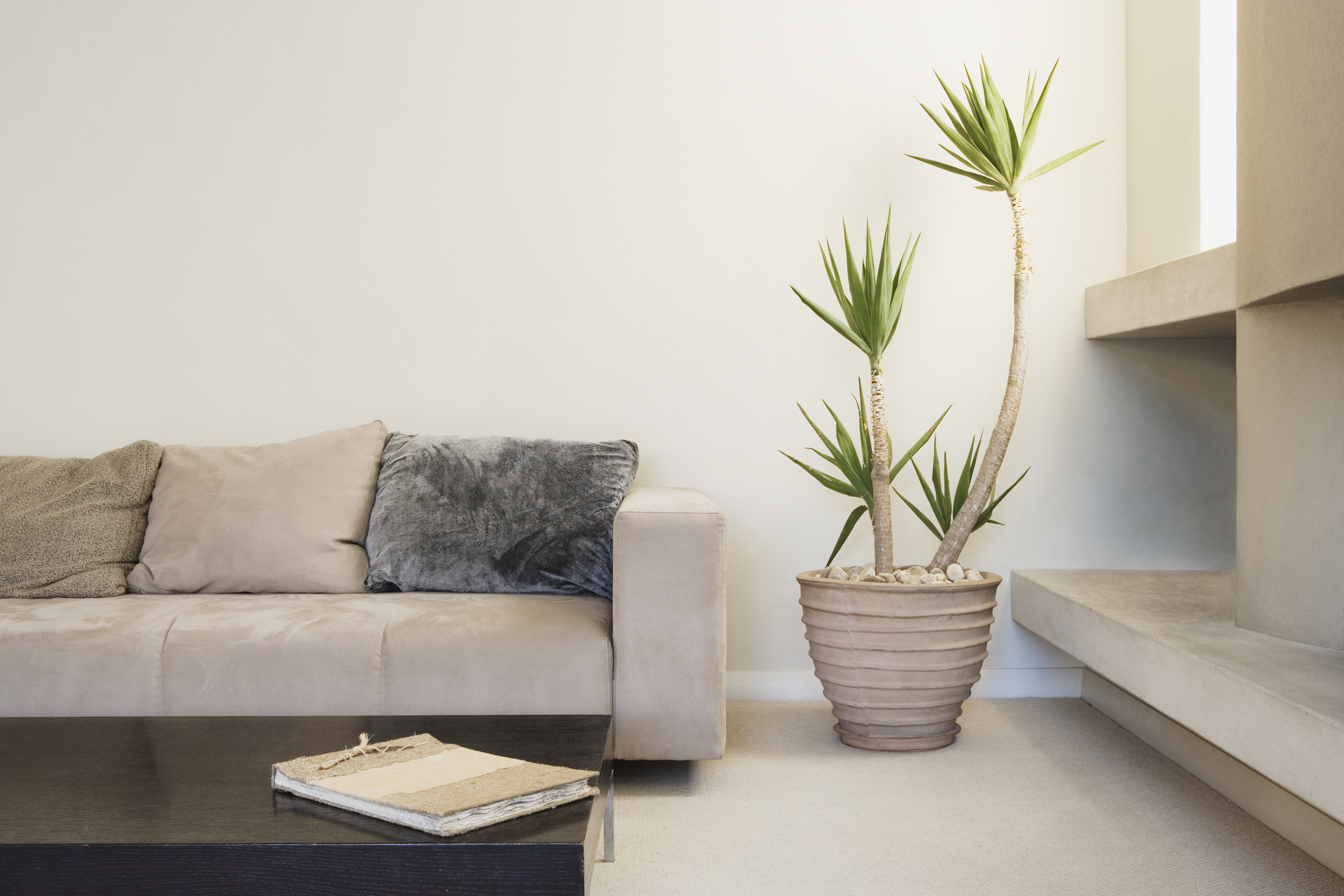 modern-living-room-with-potted-plantjpg