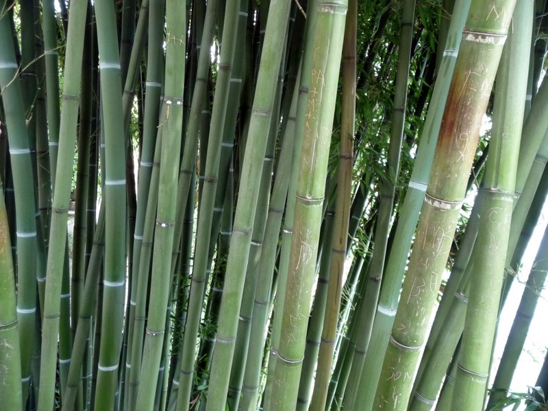 Jeden z mnoha druhov bambusov. /One of many bamboo species.