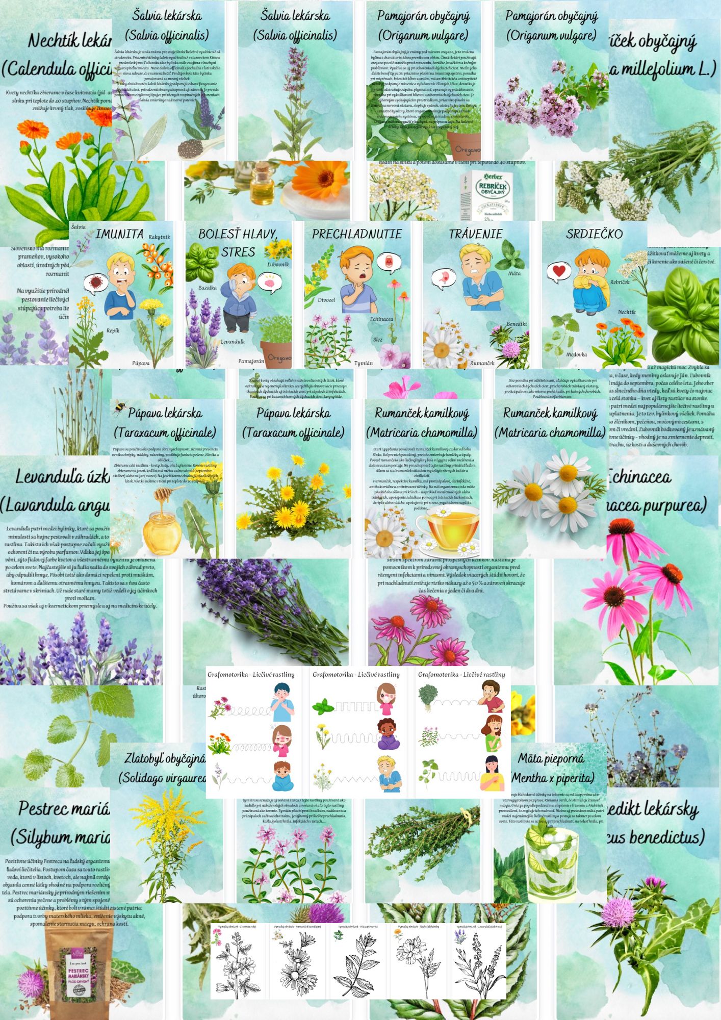 Liečivé rastlinky / bylinky (NOVINKA!)