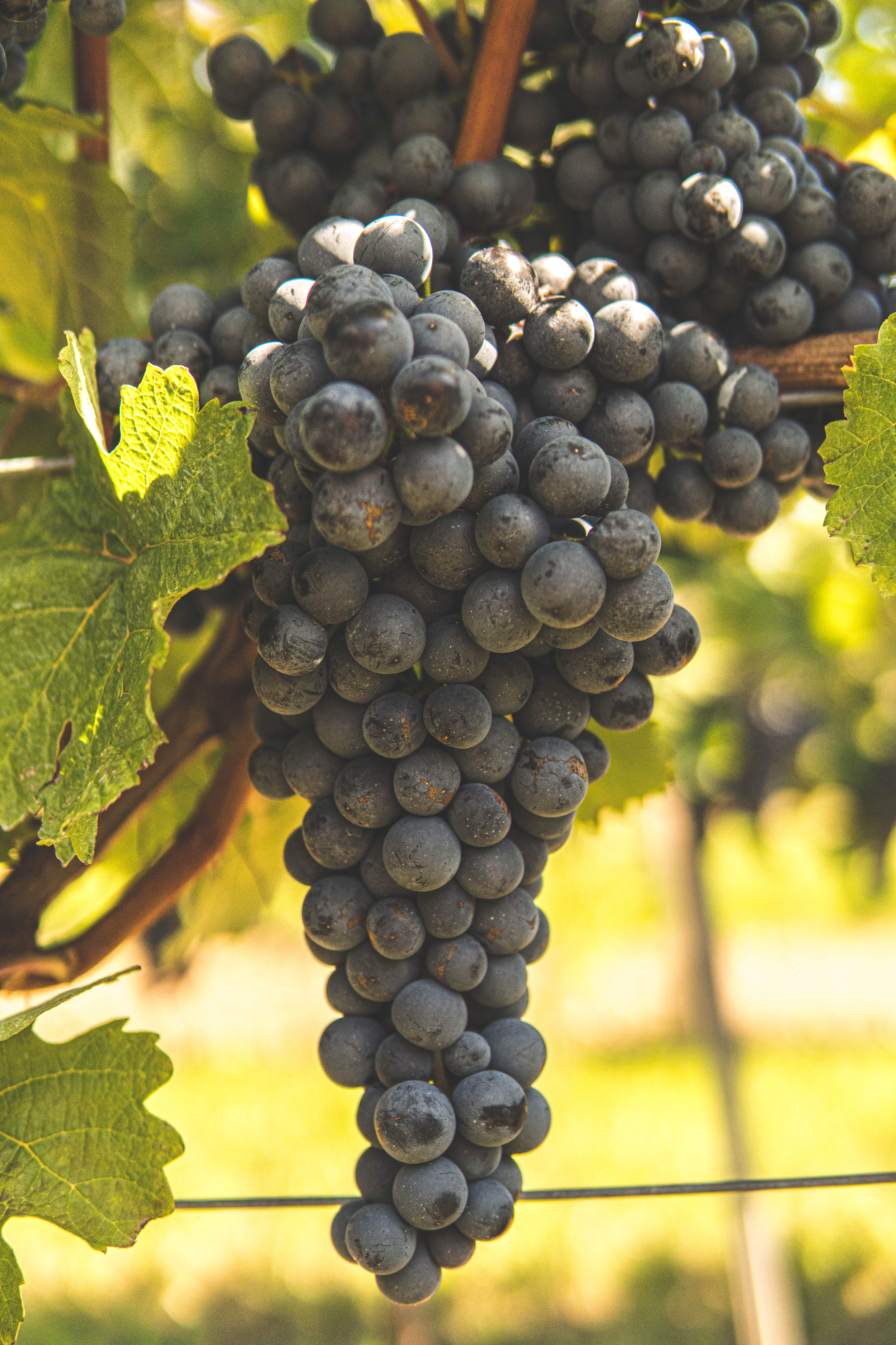 Zdravé modré hrozno, z ktorého vyrábame kvalitné červené vína.