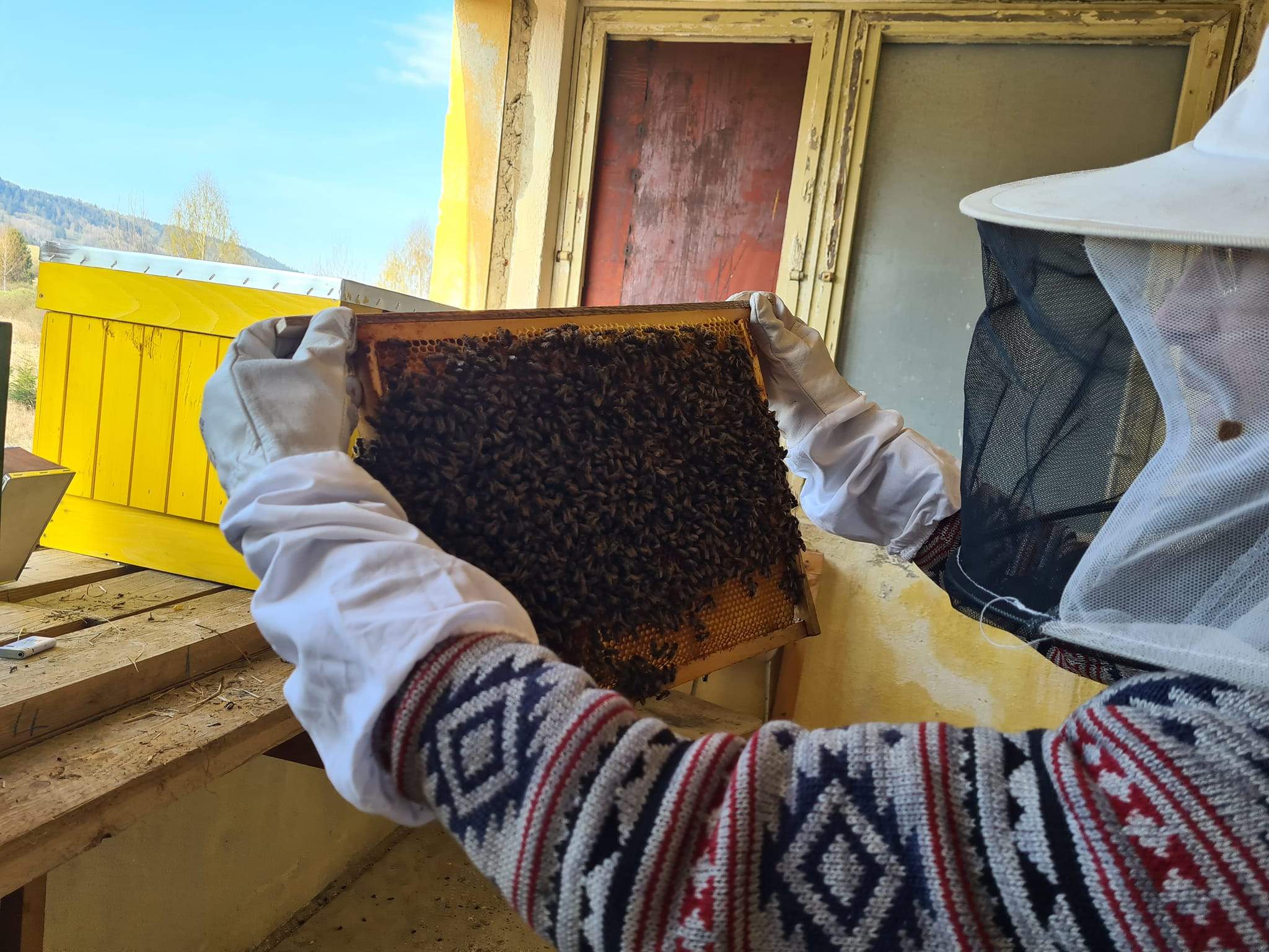 Lesy mesta Brezna začali s chovom včiel