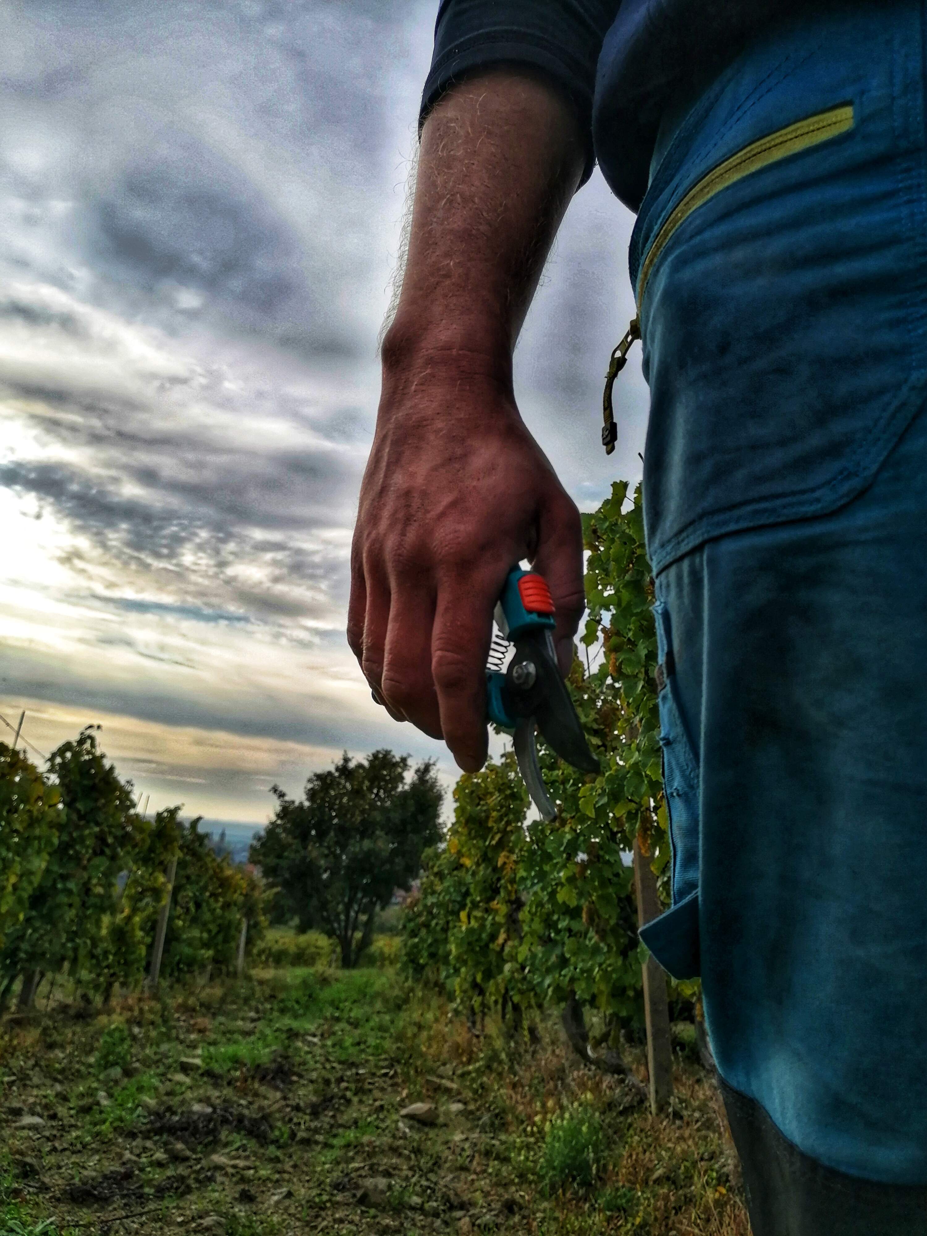 Zavŕšenie vinohradníckej sezóny
