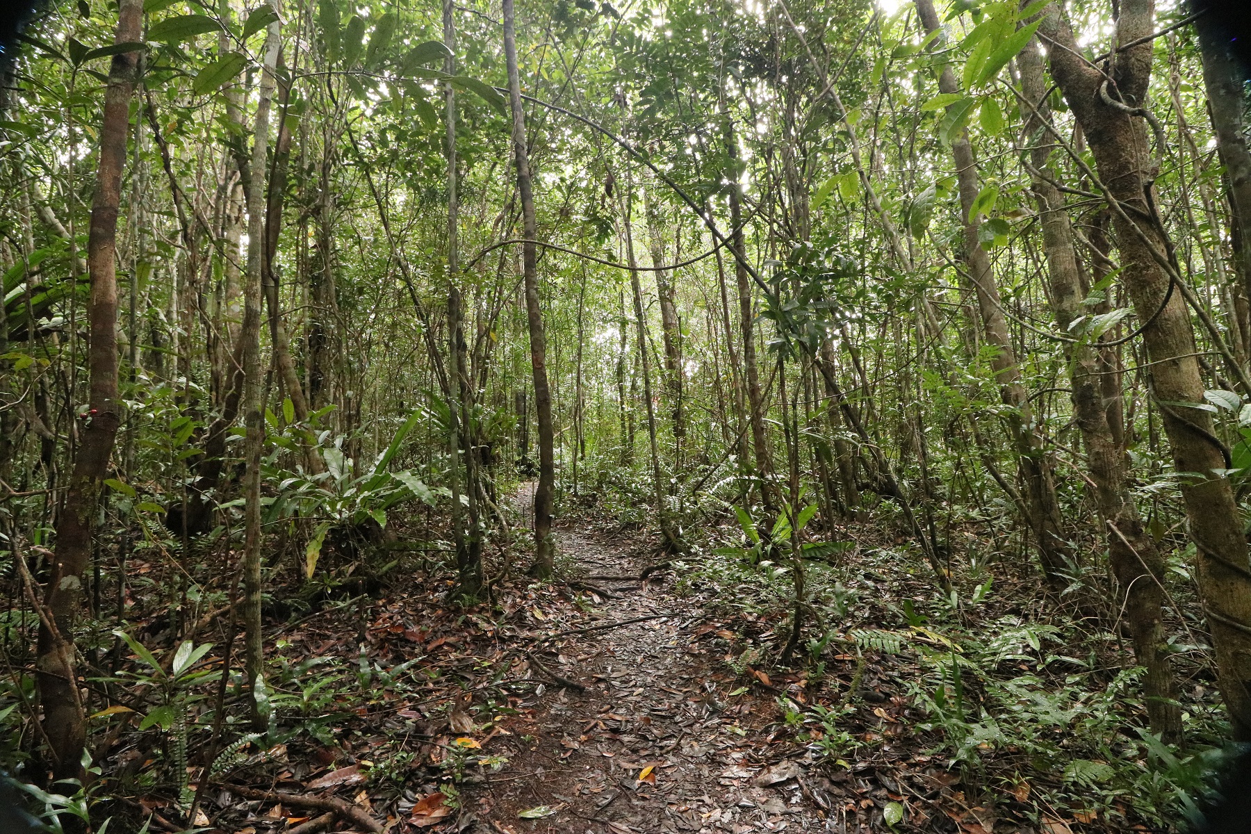 prales_madagascar_rainforestJPG