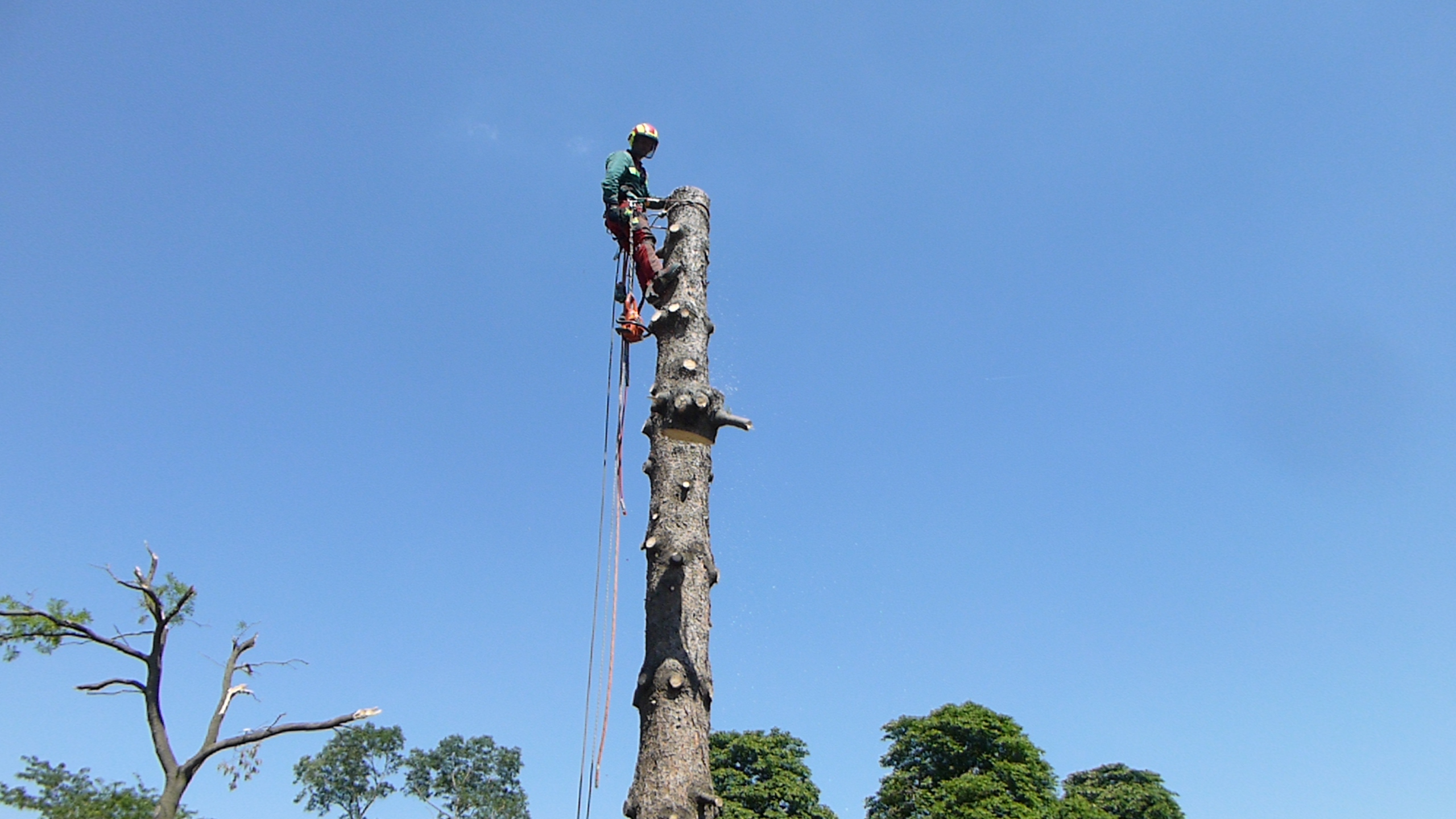 výruby rizikových stromov za pomoci špeciálnej horolezeckej techniky
