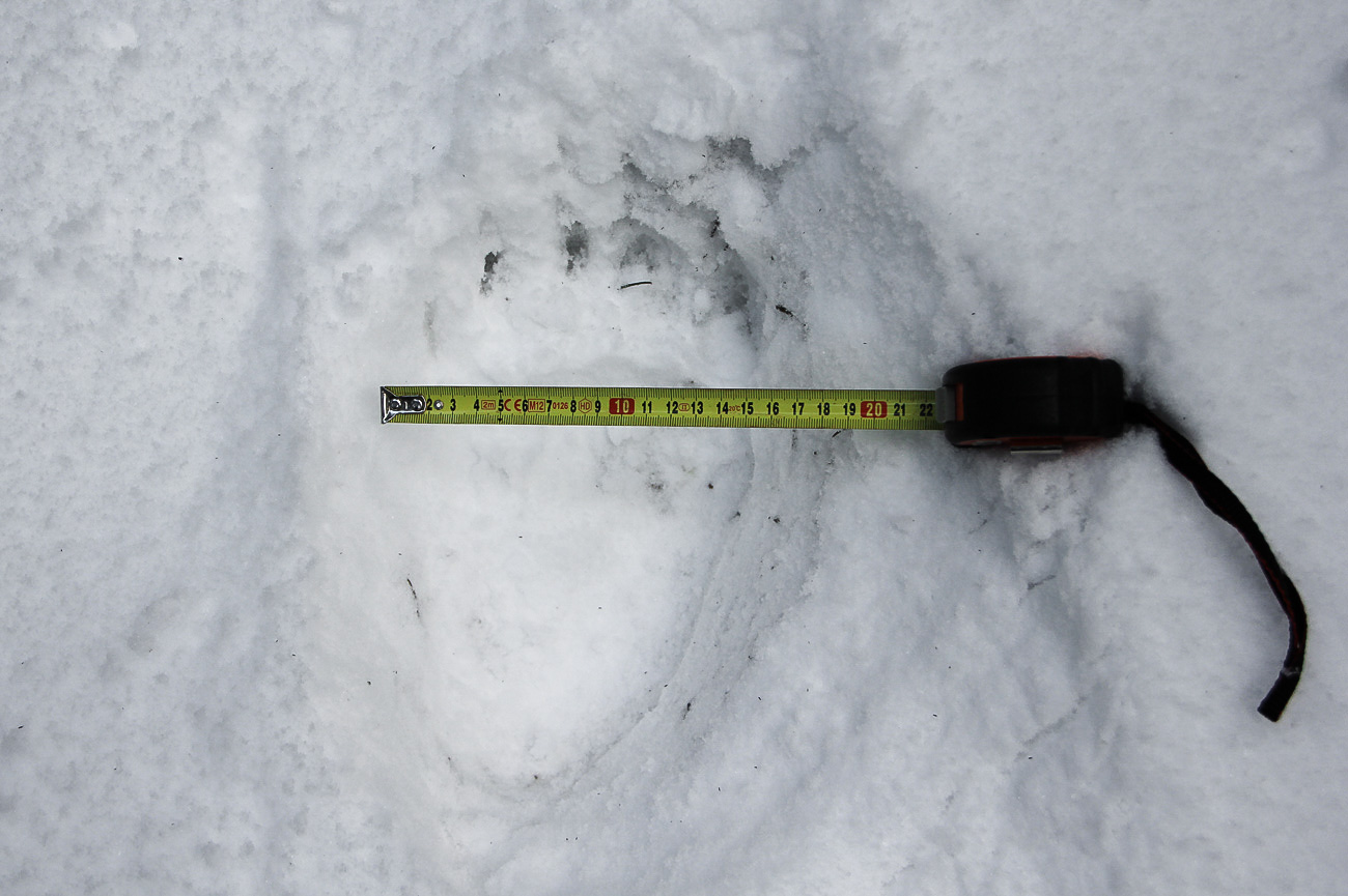meranie stopy medveďa hnedého
