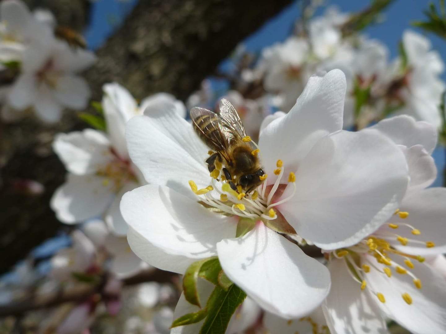 #36 Čo sme sa dozvedeli o našich včielkach