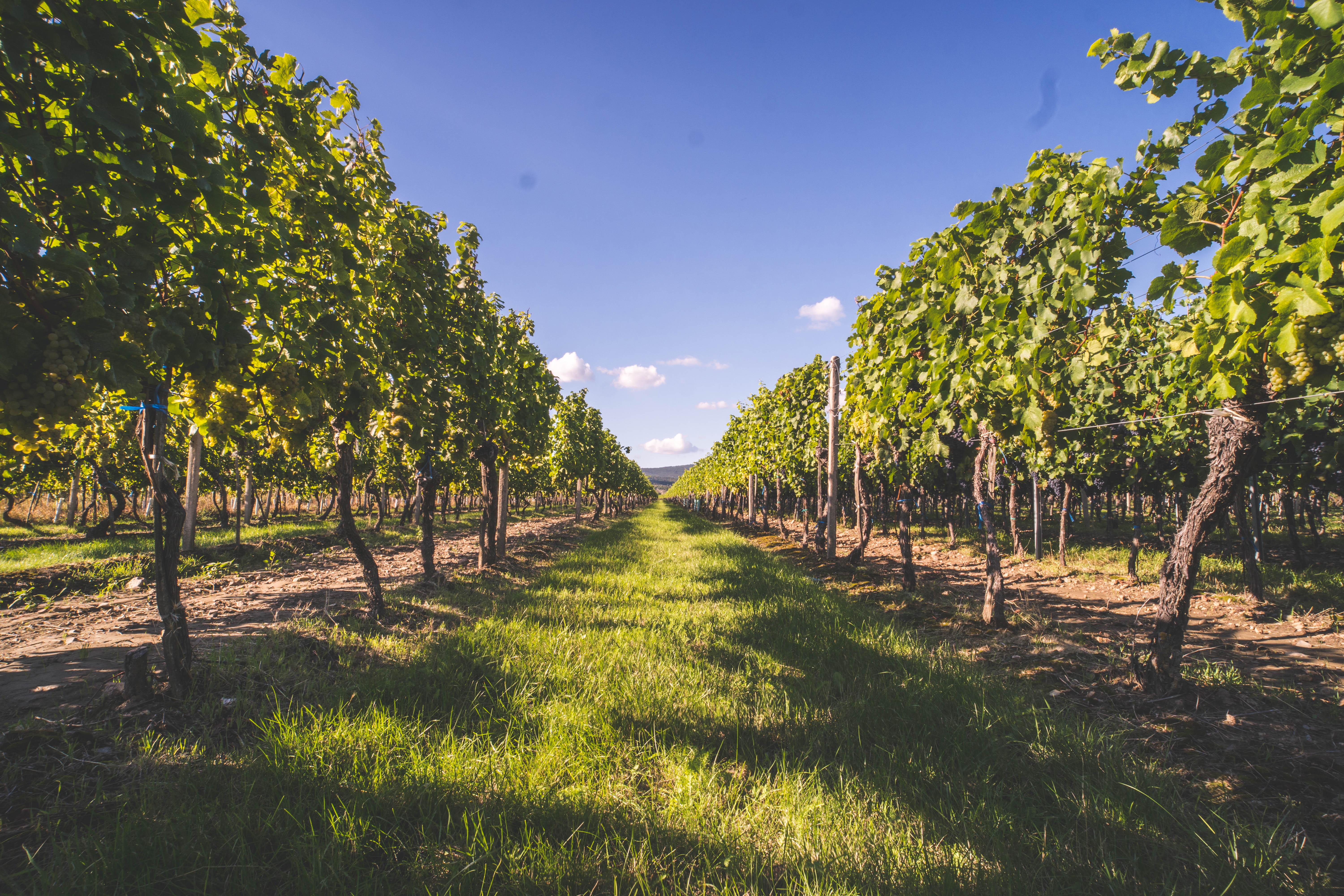 Pezinský vinohrad Grefty, z ktorého pochádzajú odrody Chardonnay, Veltlínske zelené, Rizling vlašský, Neronet, Pinot blanc a Hibernal.