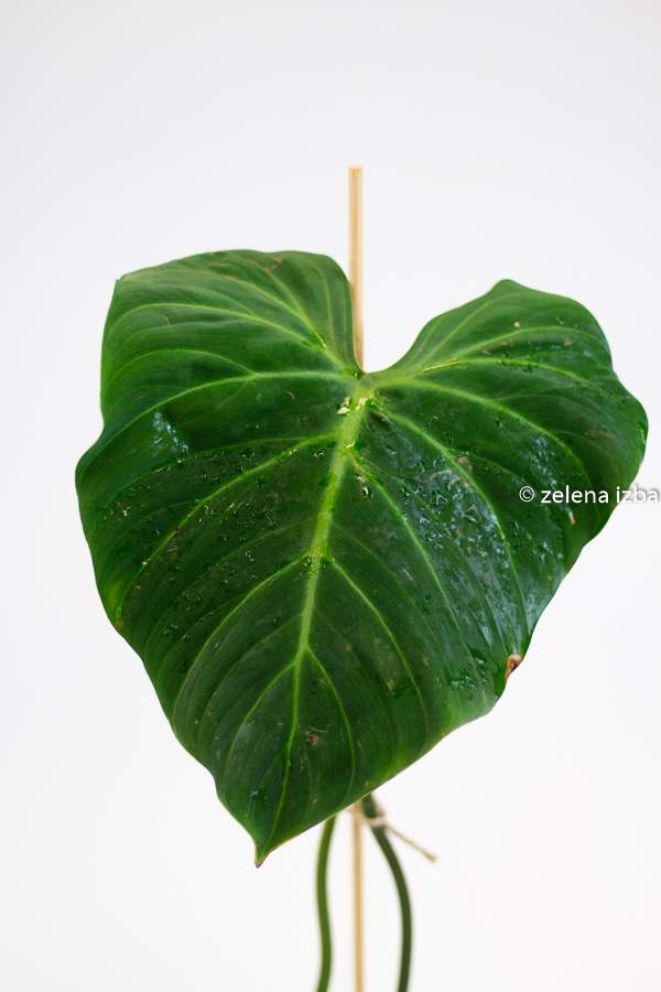 Philodendron el choco red "L"