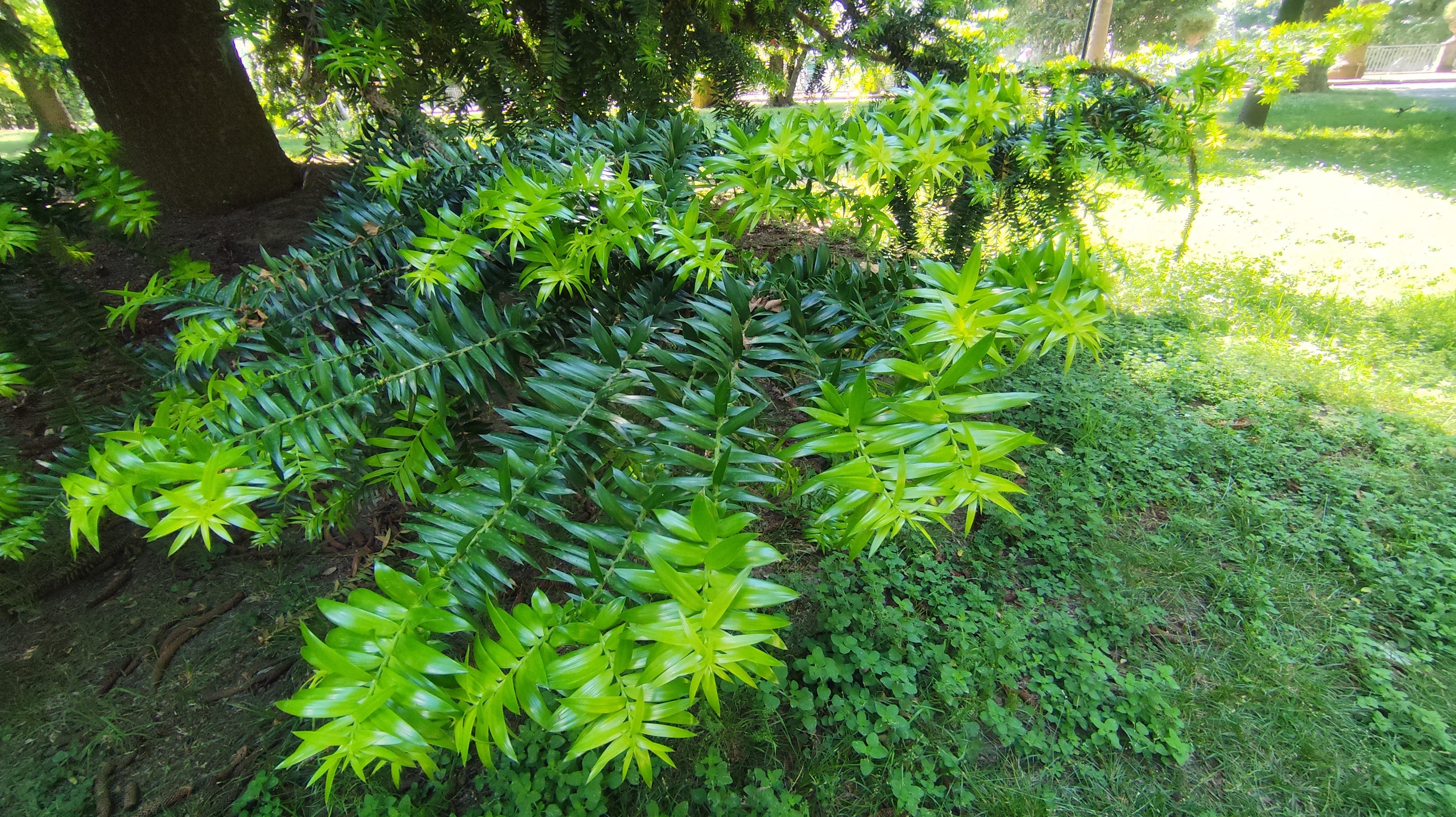 Araucaria cunninghamii