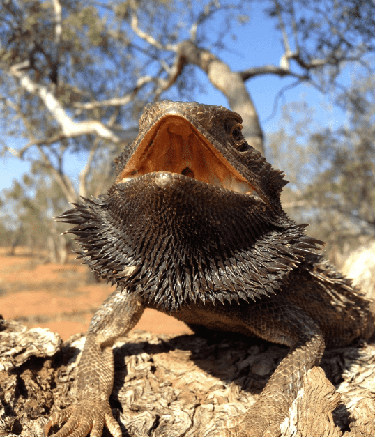 Seriál: Agama bradatá - správanie vo voľnej prírode (3.časť)