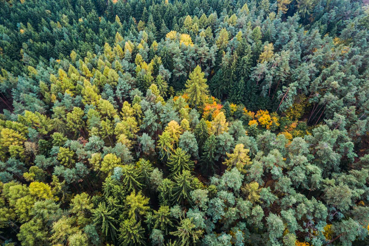„Staviame z dreva.sk“ stojí na strane ľudí, ktorým záleží na budúcnosti našich lesov. Aj my sme les.