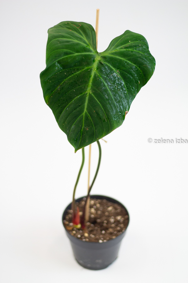 Philodendron el choco red "L"