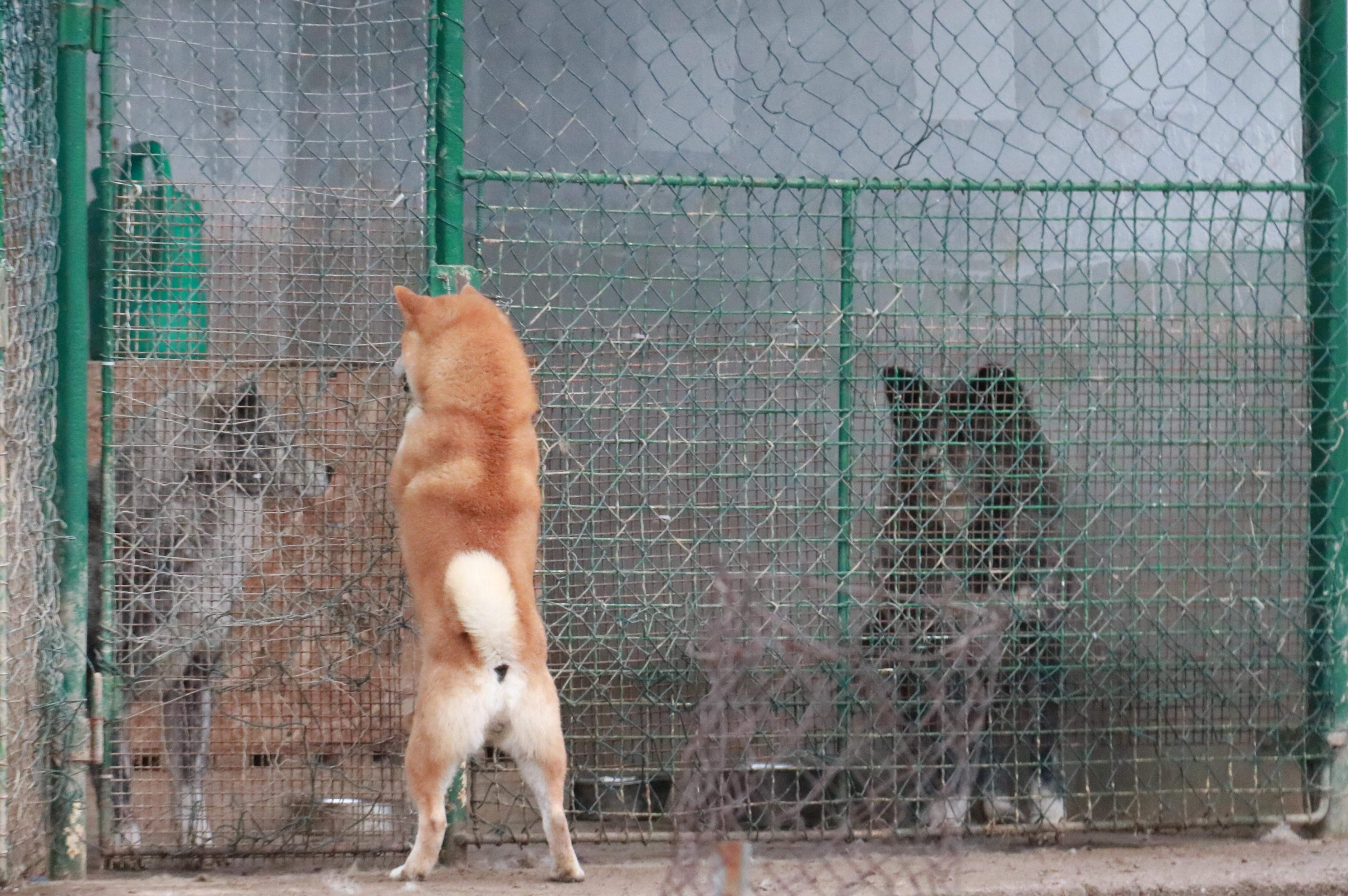 Akita a Shiba - rozdelenie psov