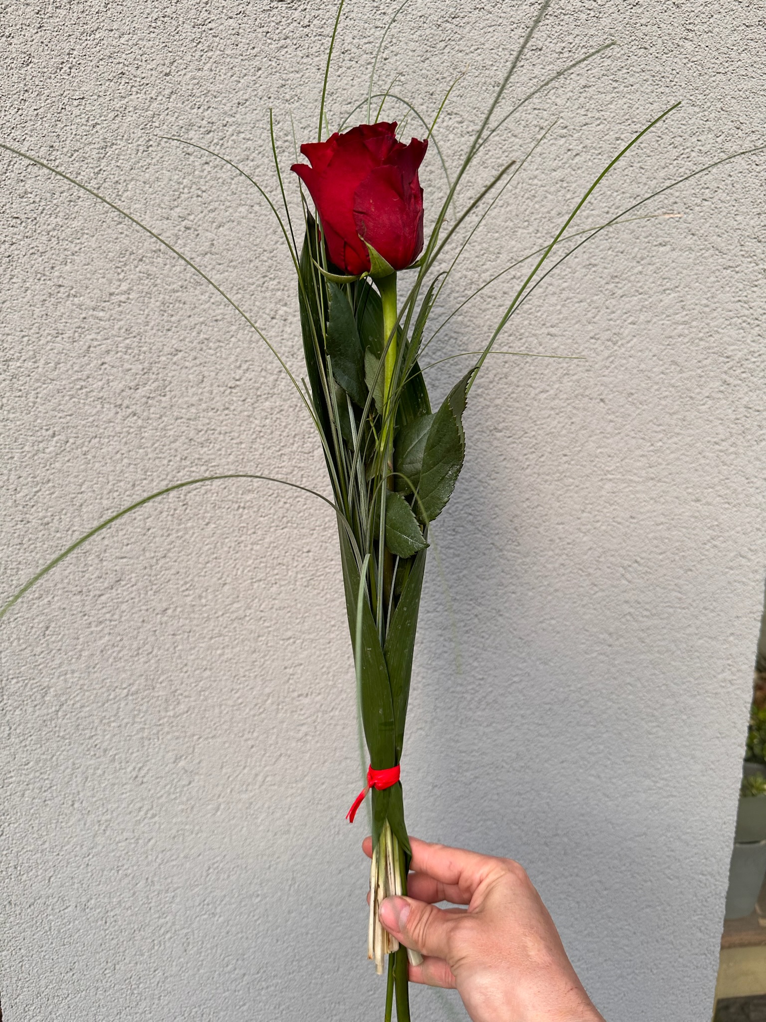 Ruža z lásky