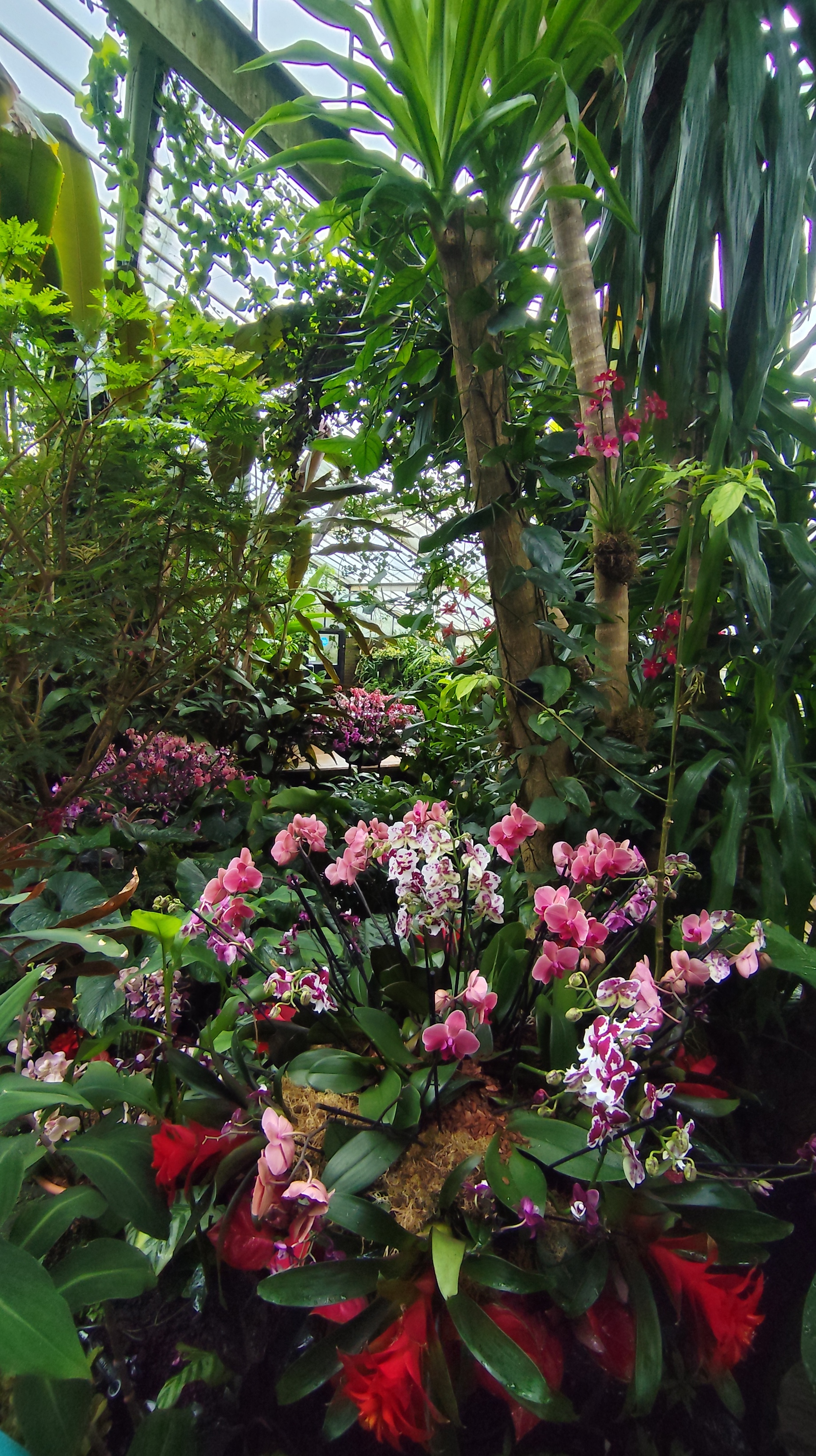 Orchideová misa s červenými guzmániami