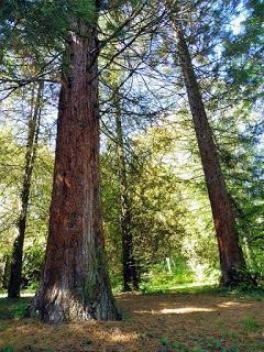 Párik sekvojovcov mamutích/ A couple of giant redwoods.