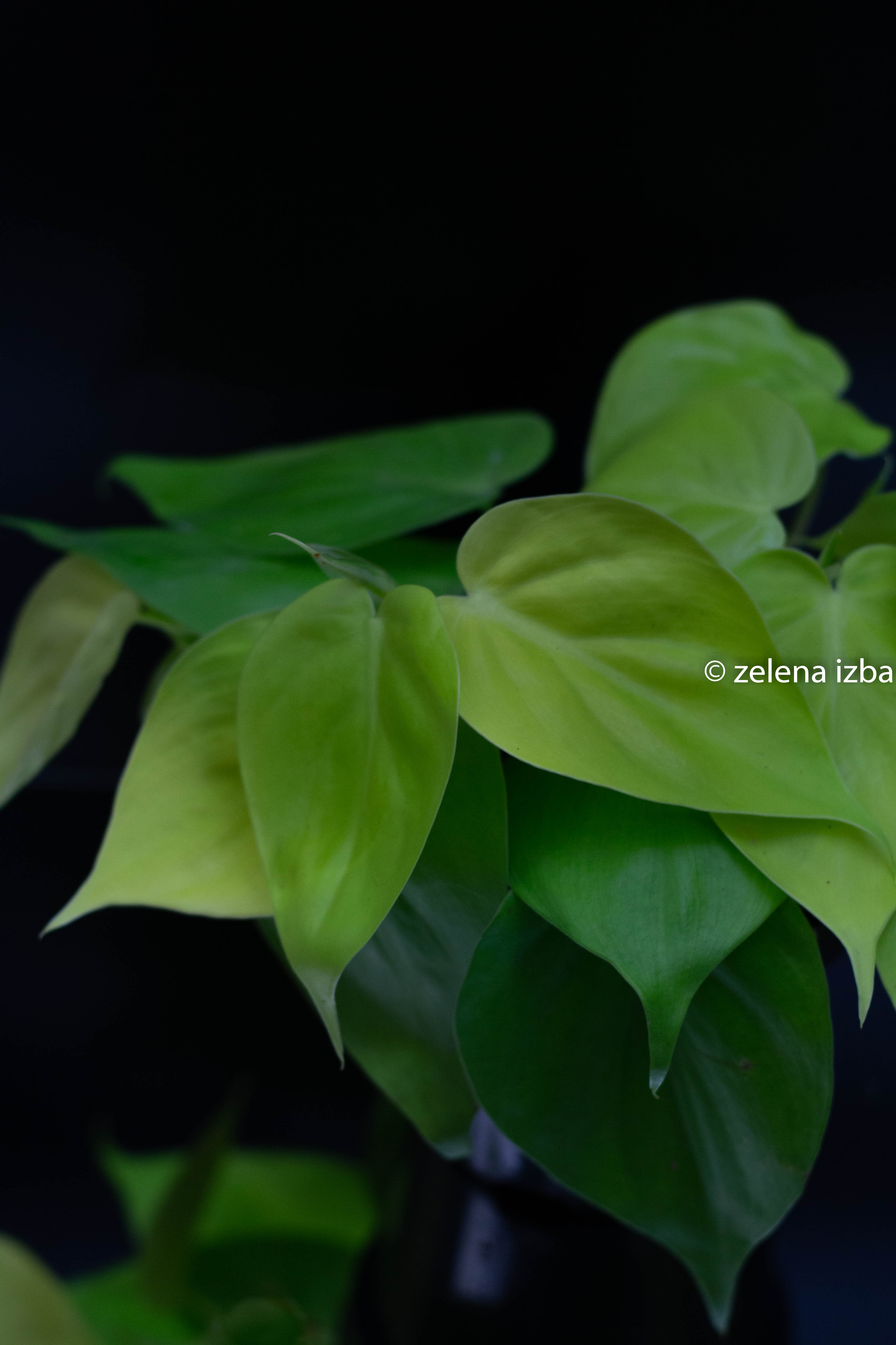 Philodendron lemon  - zľava
