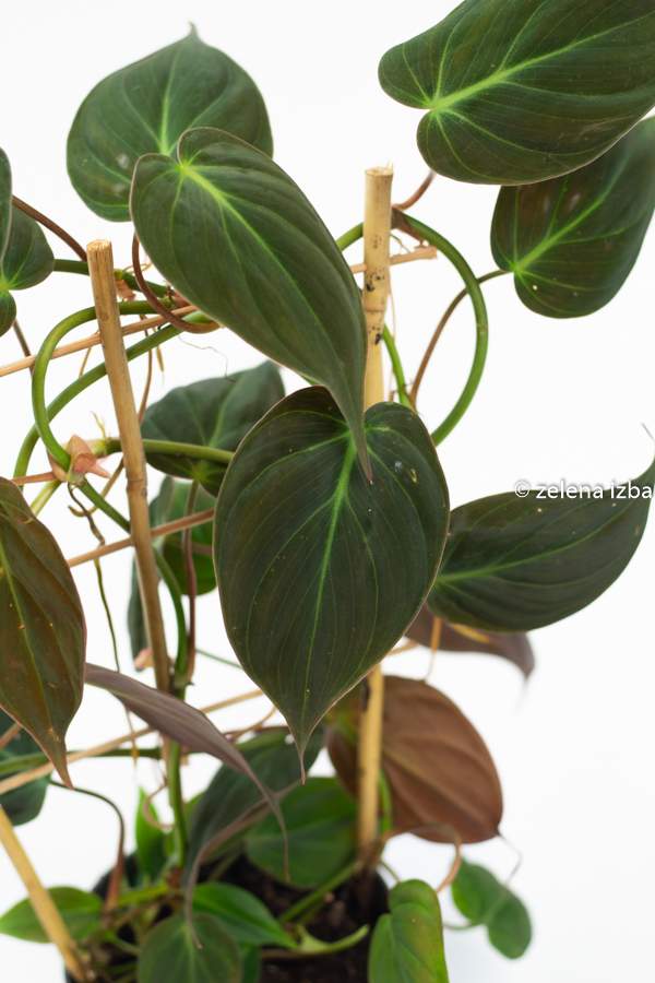 Philodendron micans - zľava