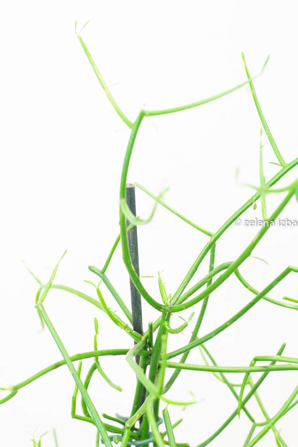 Euphorbia tirucalli "XL"