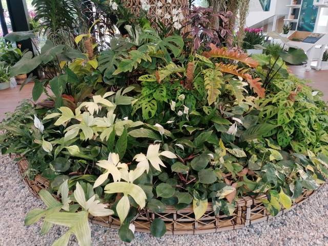 Izbové rastliny v thajskom pavilóne/ House plants inside thai pavilion