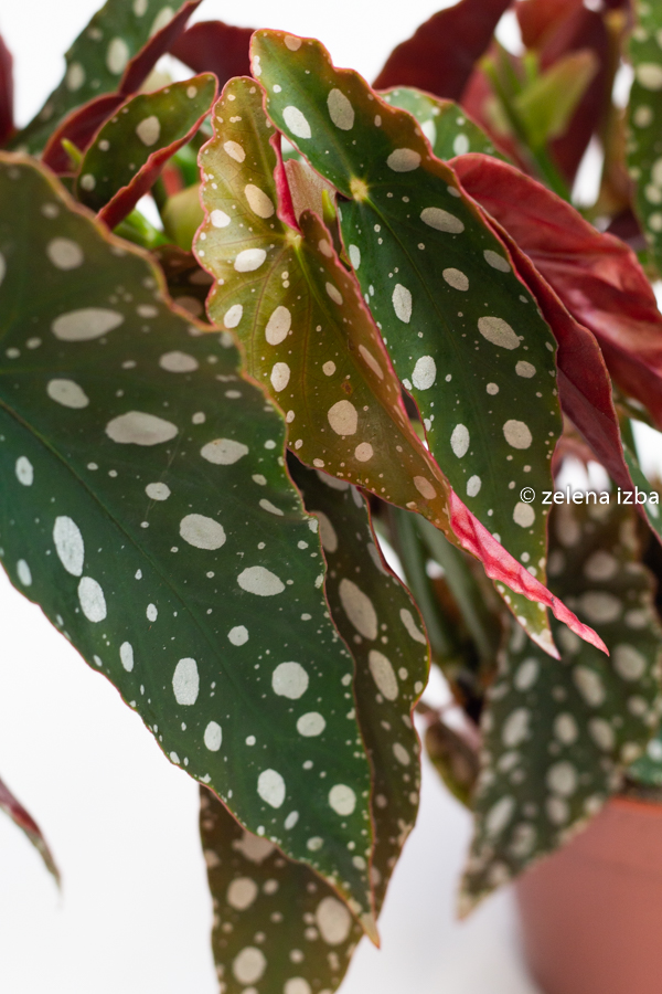 Begonia maculata "S"