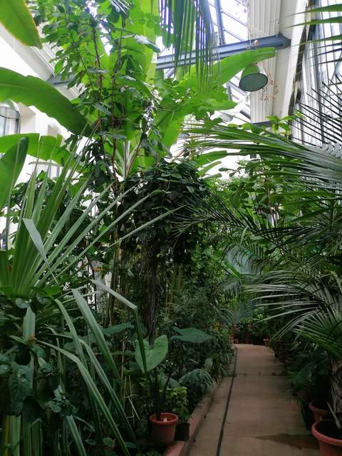 Zmes tropickej vegetácie/ A mixture of tropical greenery