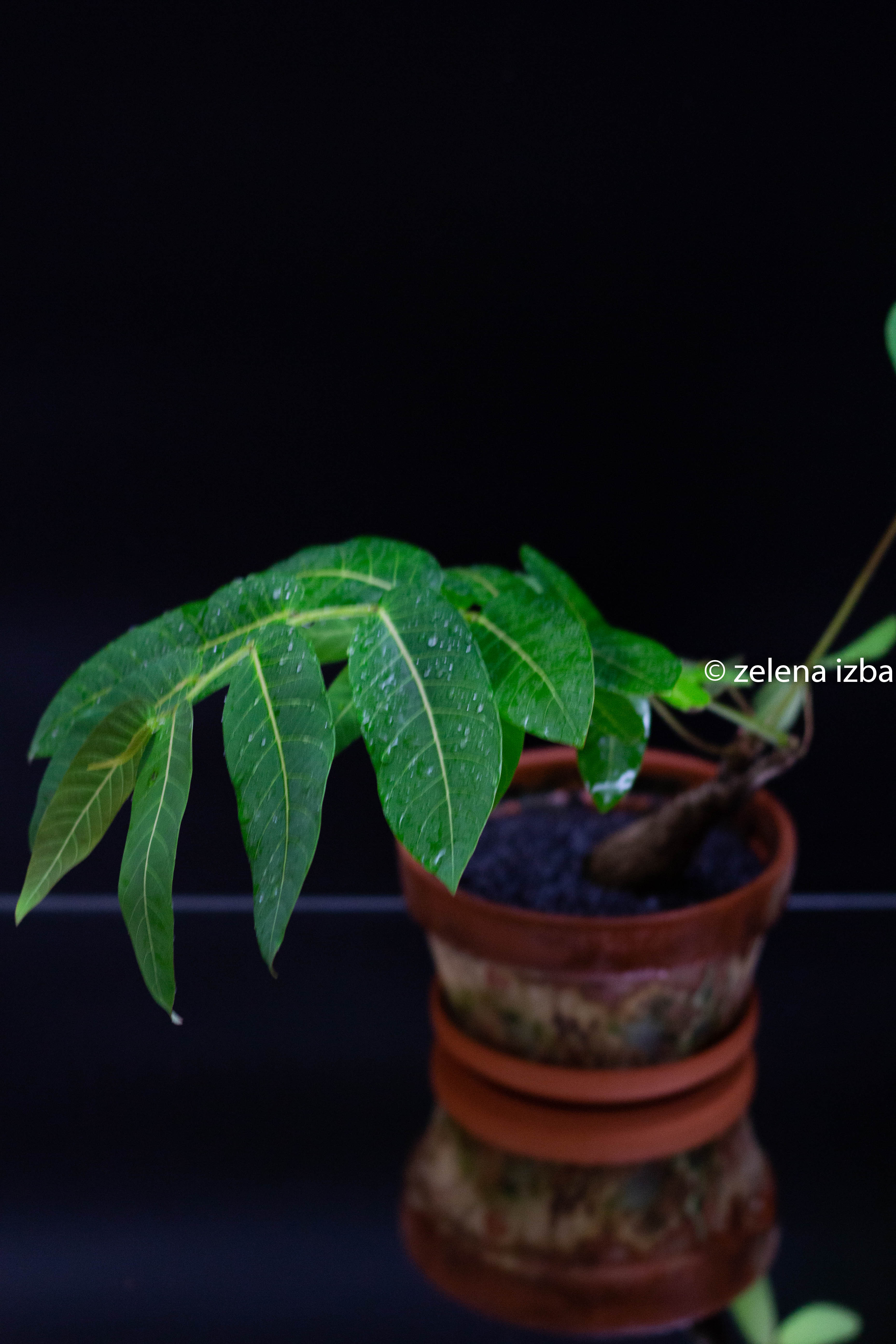 Phyllanthus mirabilis - zľava