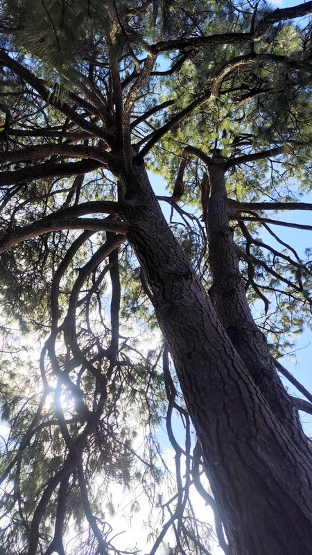 Borovica Pinus devoniana