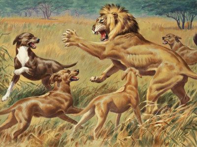 Ridgeback sales fighting lion