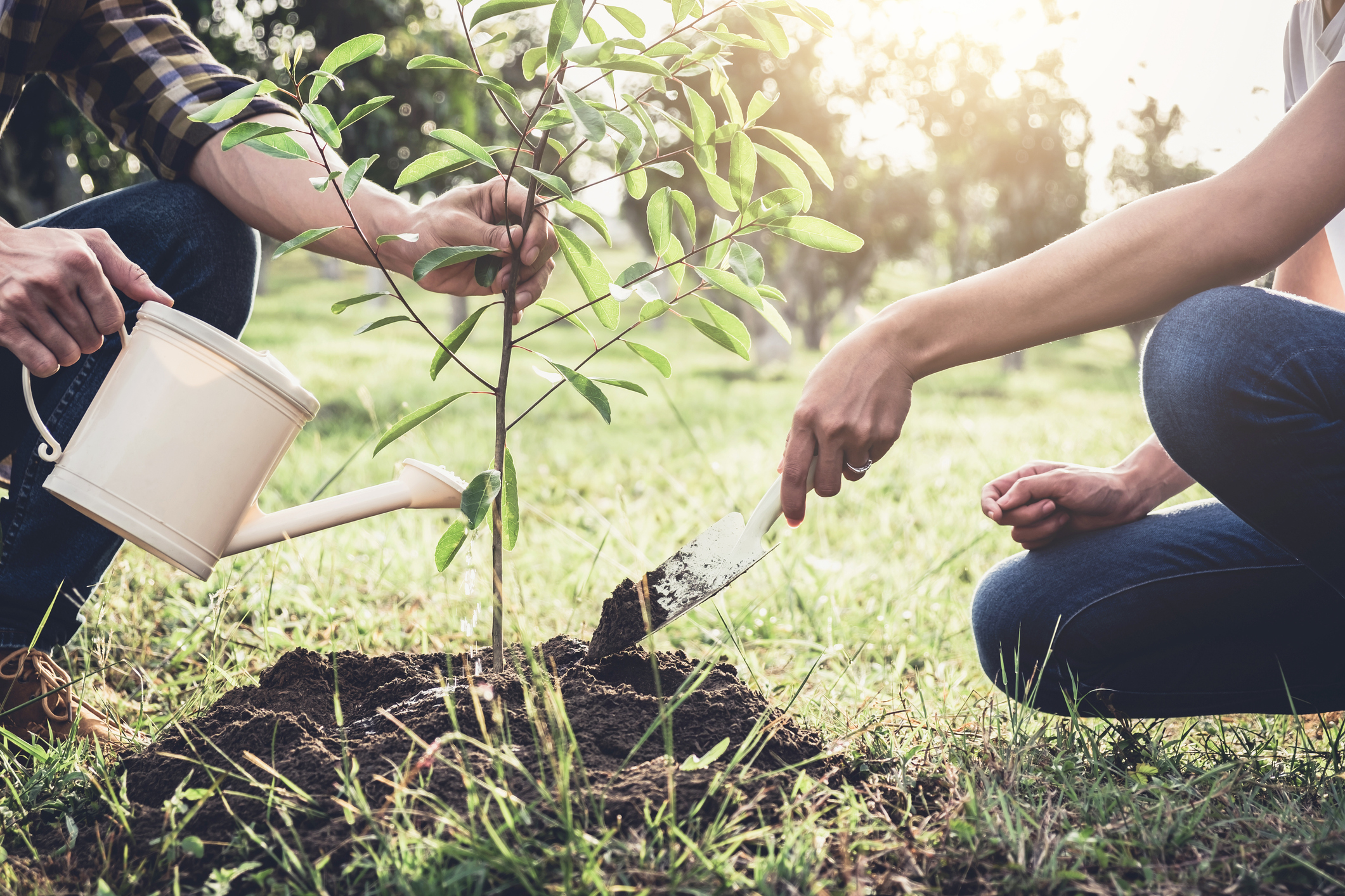 young-couple-planting-the-tree-while-watering-a-tree-working-in-the-garden-as-save-world-concept-nature-environment-and-ecologyjpg