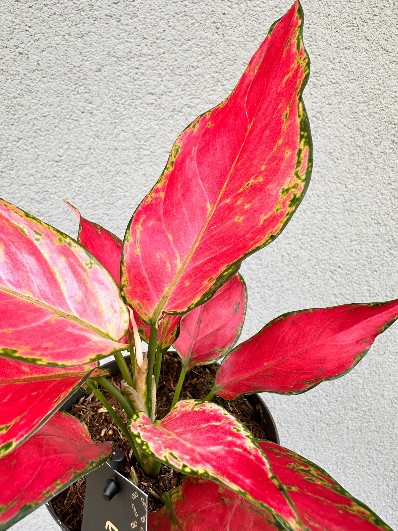 Aglaonema