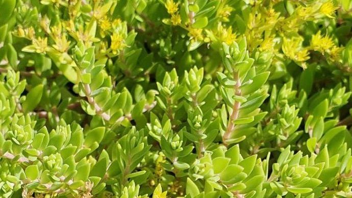 sedum sarmentosum  gold moss