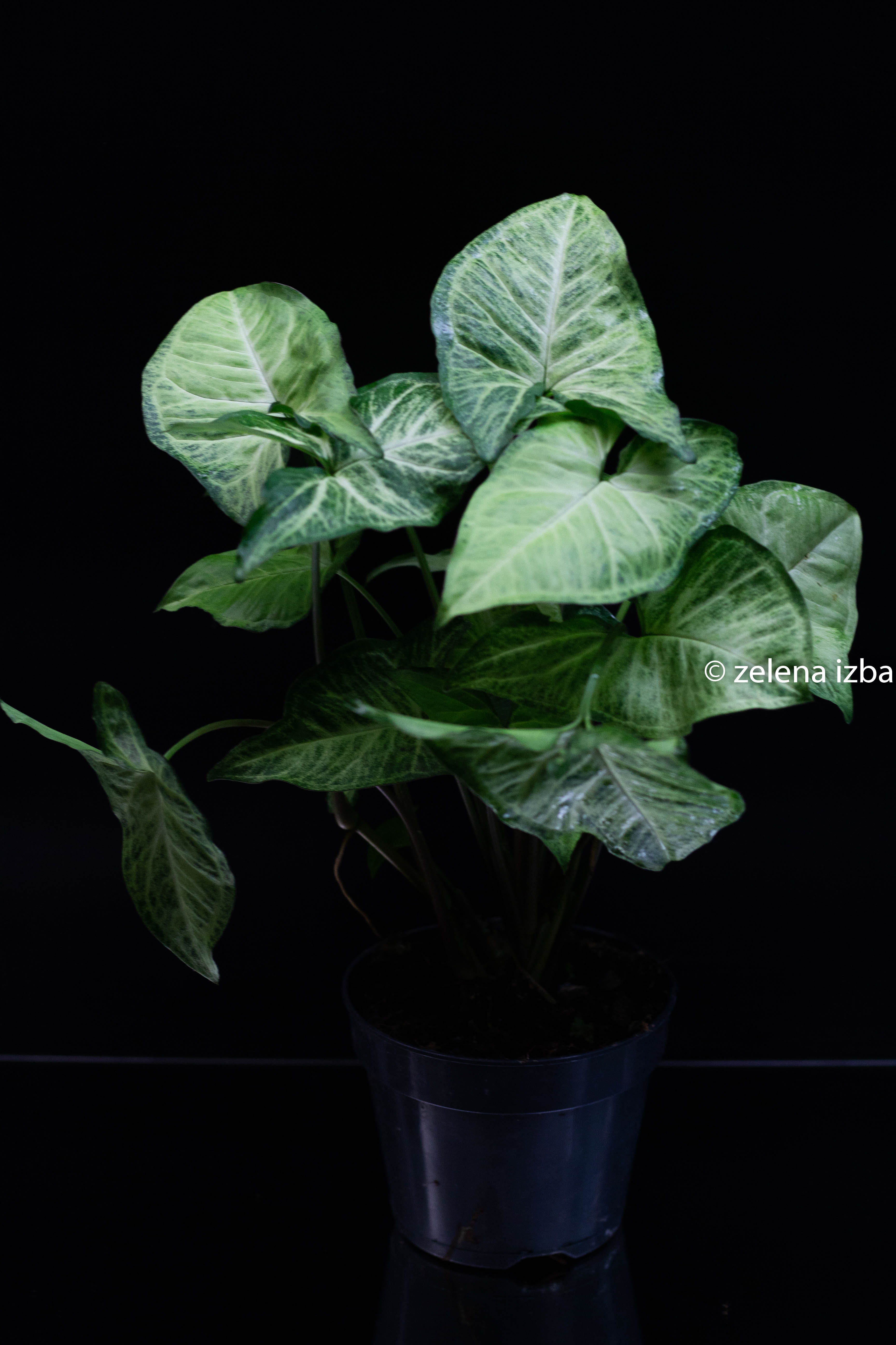 Syngonium white butterfly "L"