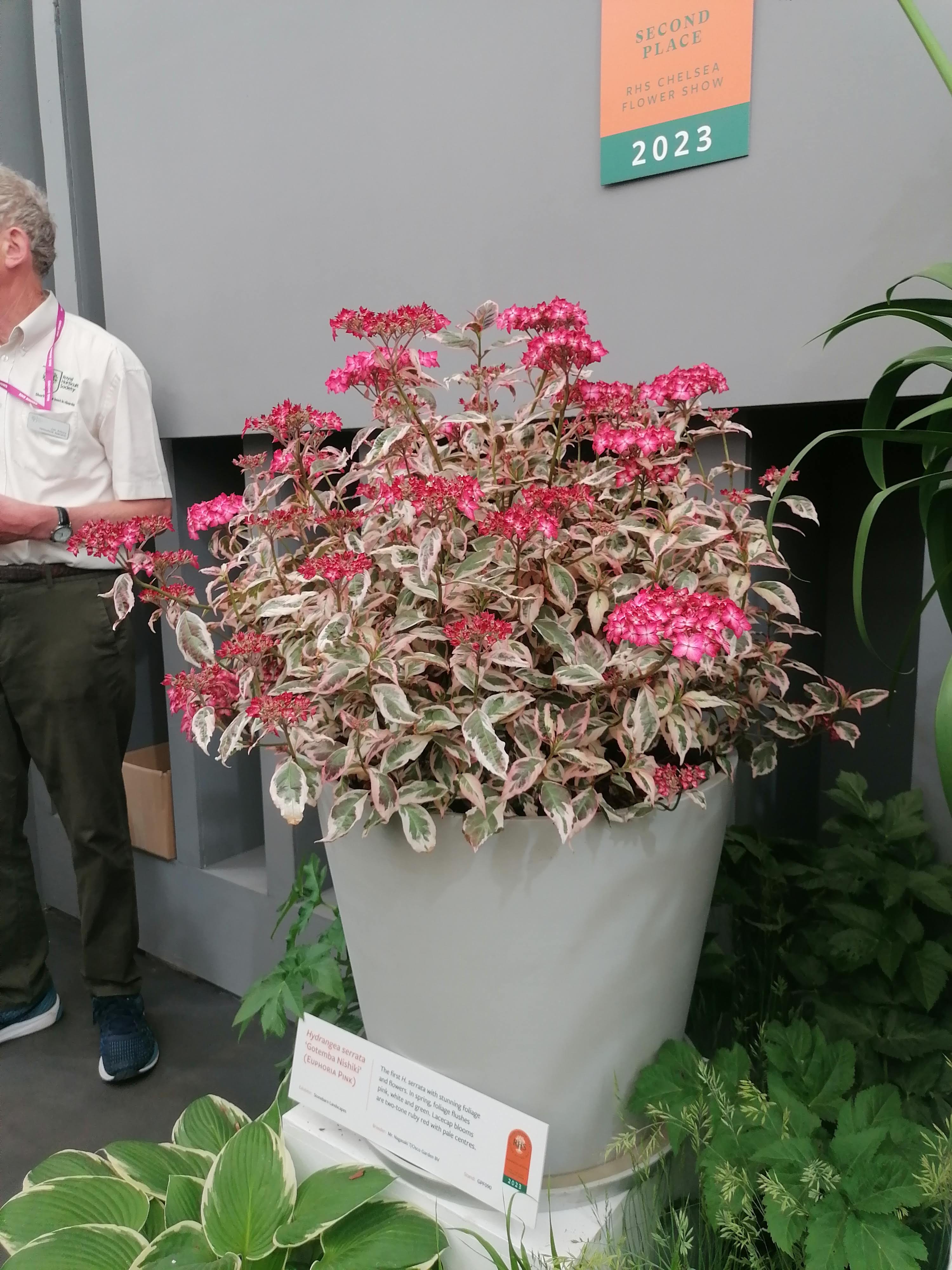 Hydrangea serrata ´Gotemba Nishiki´ - prvá panašovaná hortenzia tohto druhu