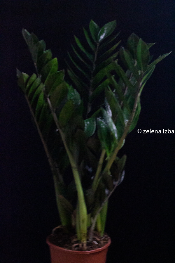 Zamioculcas zamiifolia super nova  "XL"