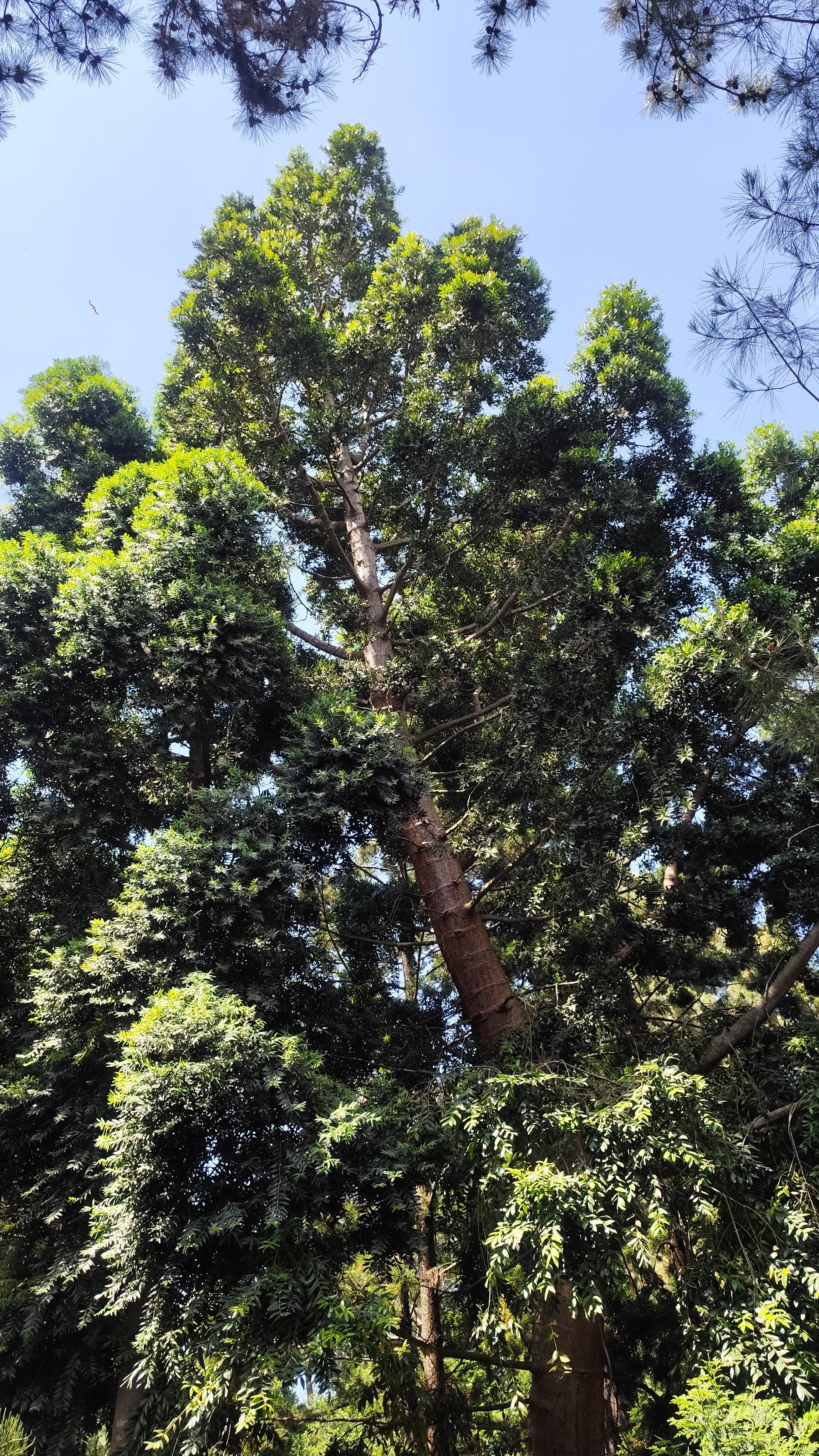 Podocarpus spinulosus