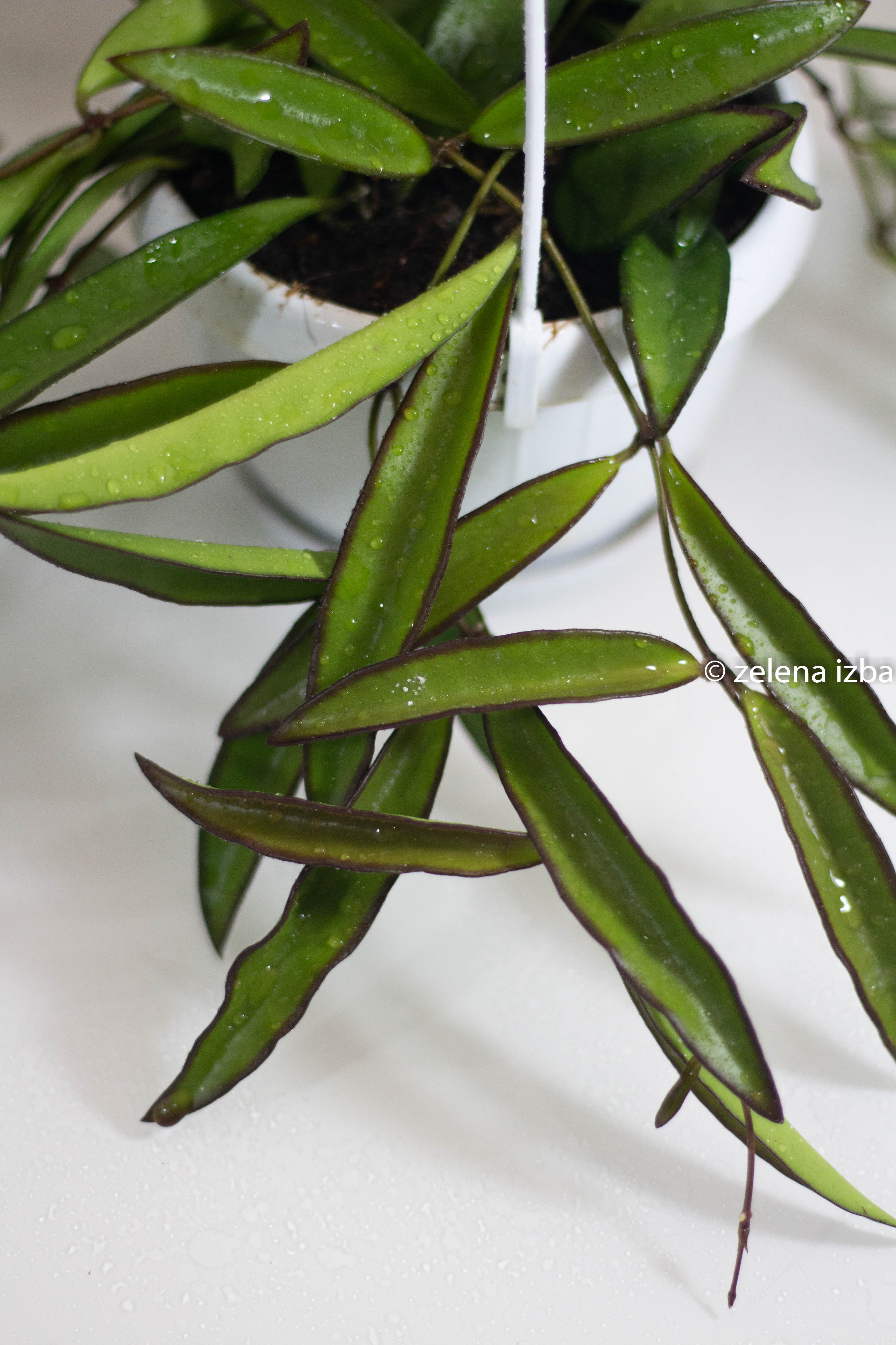 Hoya longifolia "L"