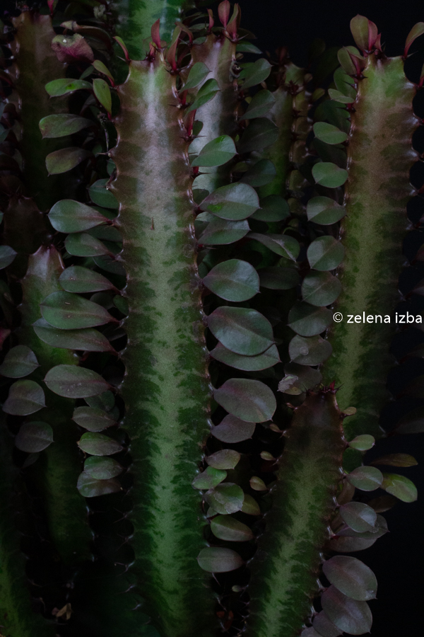 Euphorbia trigona rubra "L"