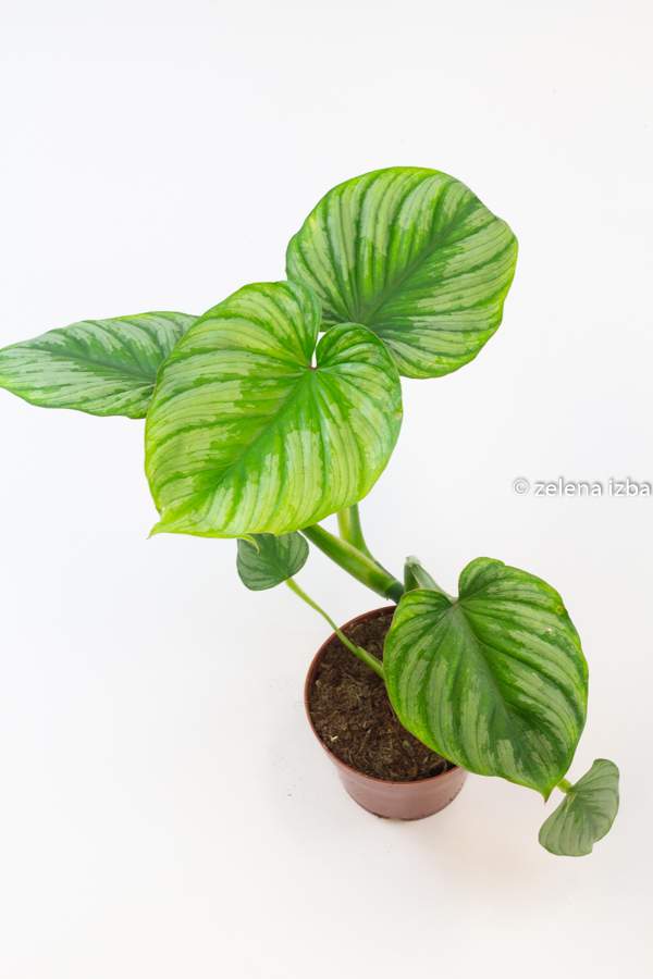 Philodendron mamei "silver cloud"