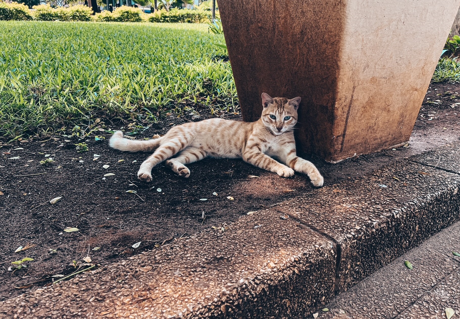 Zanzibar cat Stonetownjpg