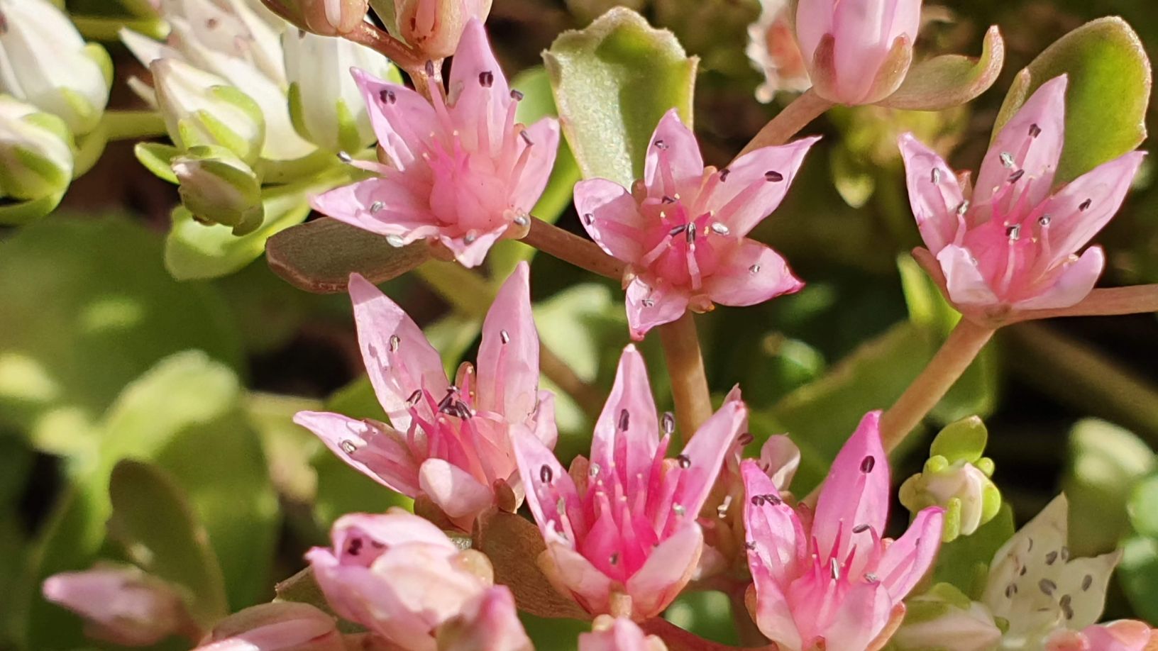 sedum spurium  - John Creech, rozchodník pochybný  - John Creech