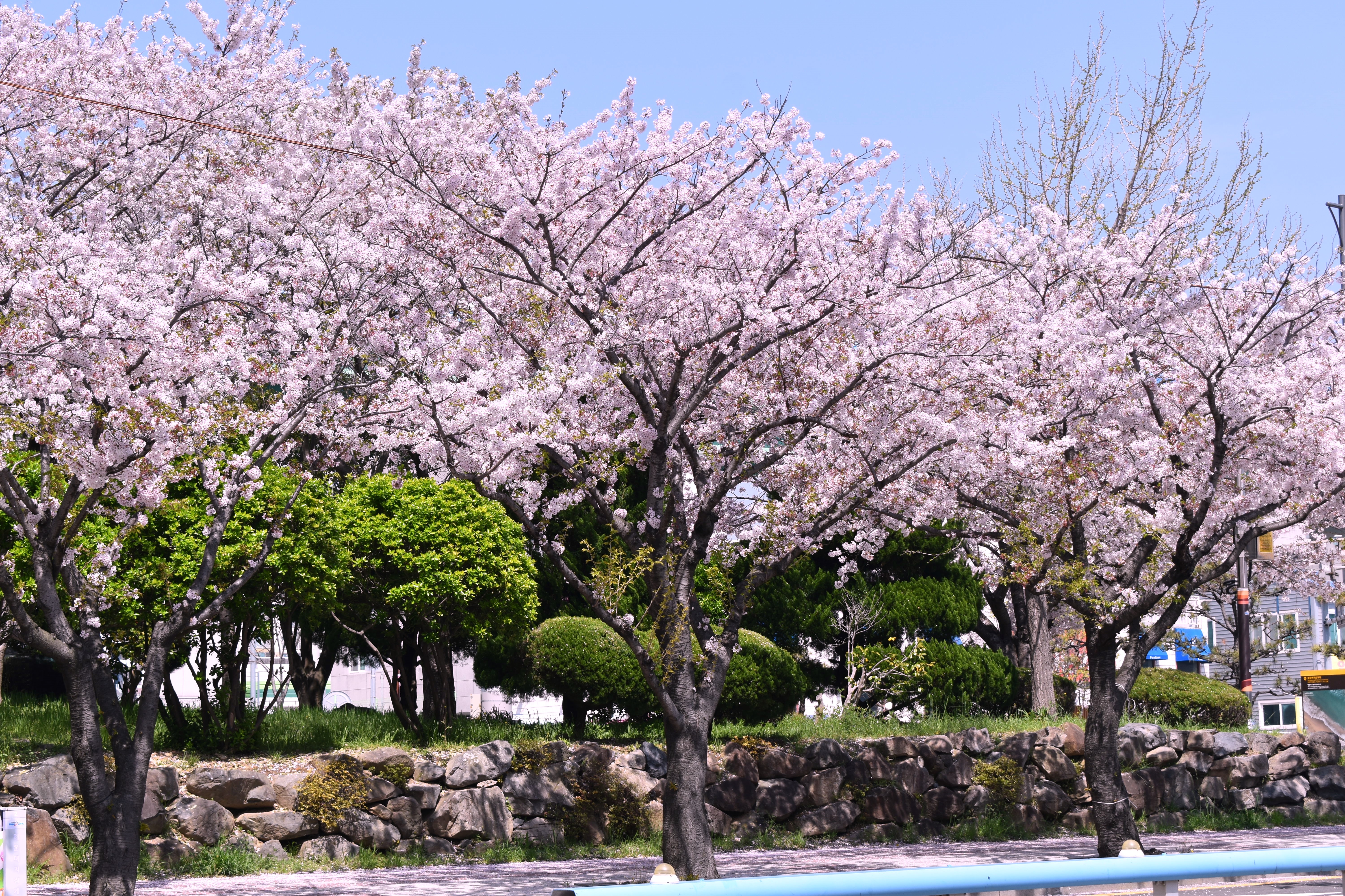 SK / Cherry Blossom - kvitnutie čerešňových kvetov