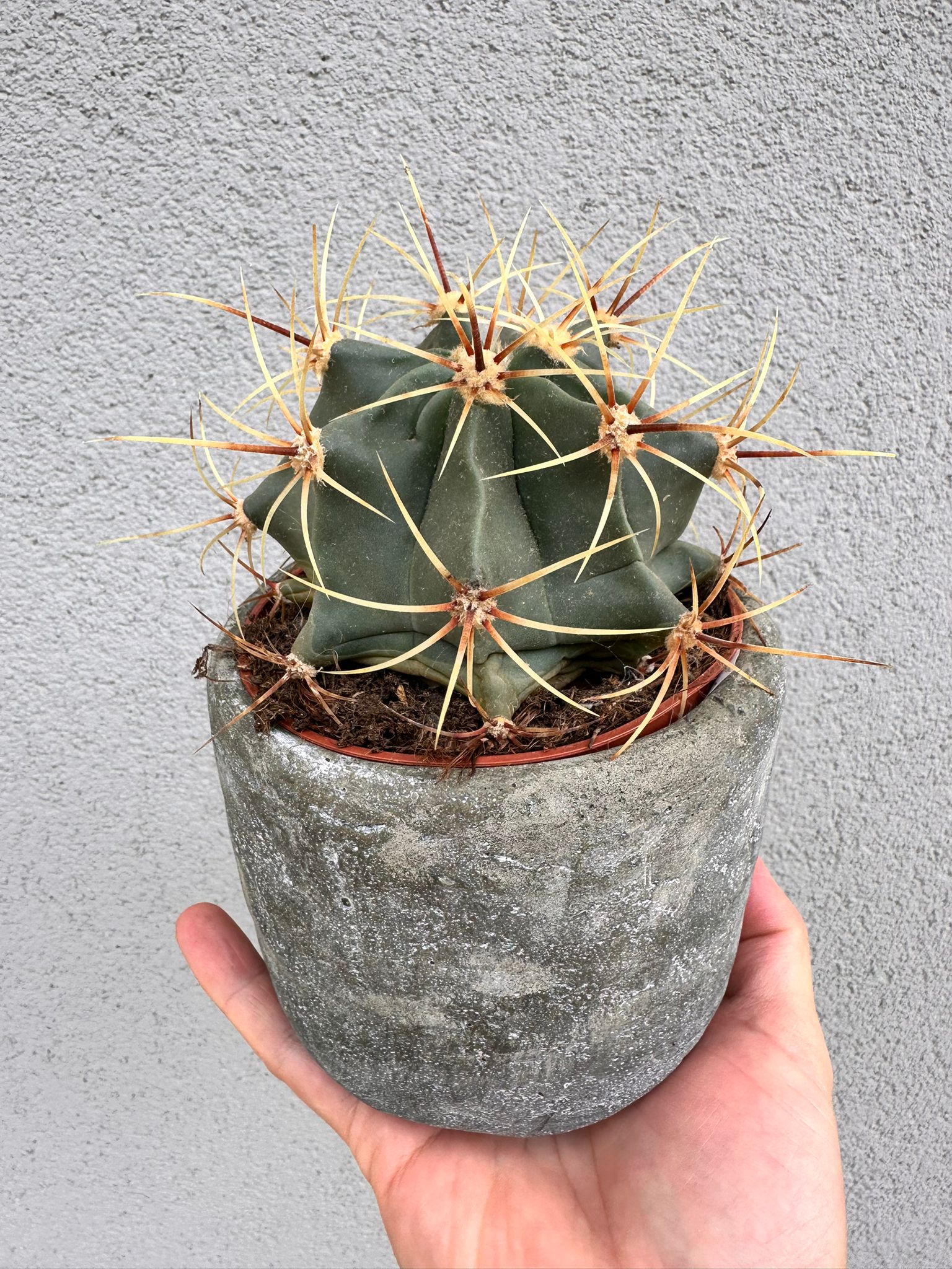 Kaktus Fero