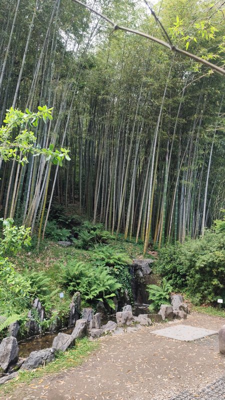Bambusy so sivými steblami