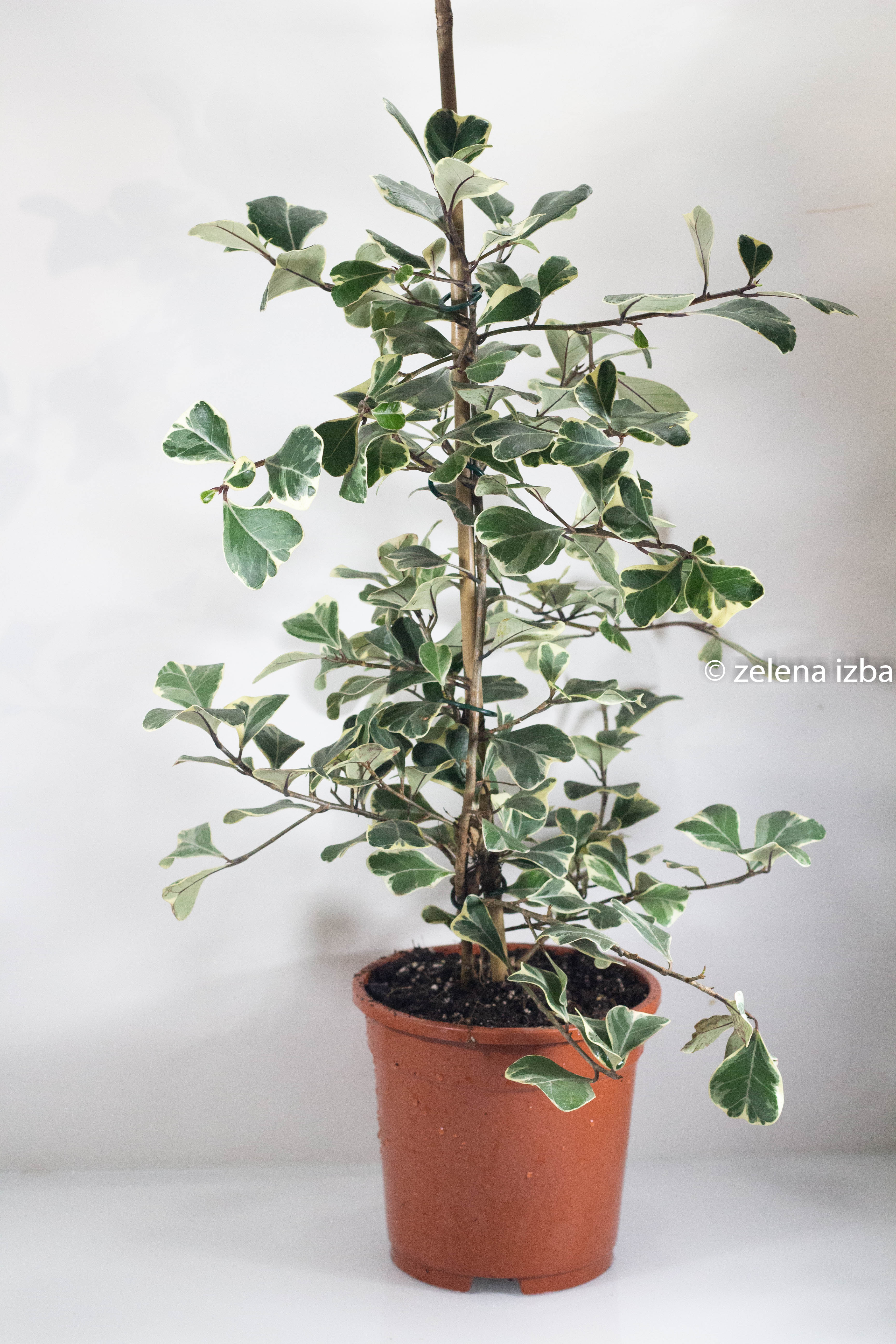 Ficus triangularis variegata  "L" - na objednávku
